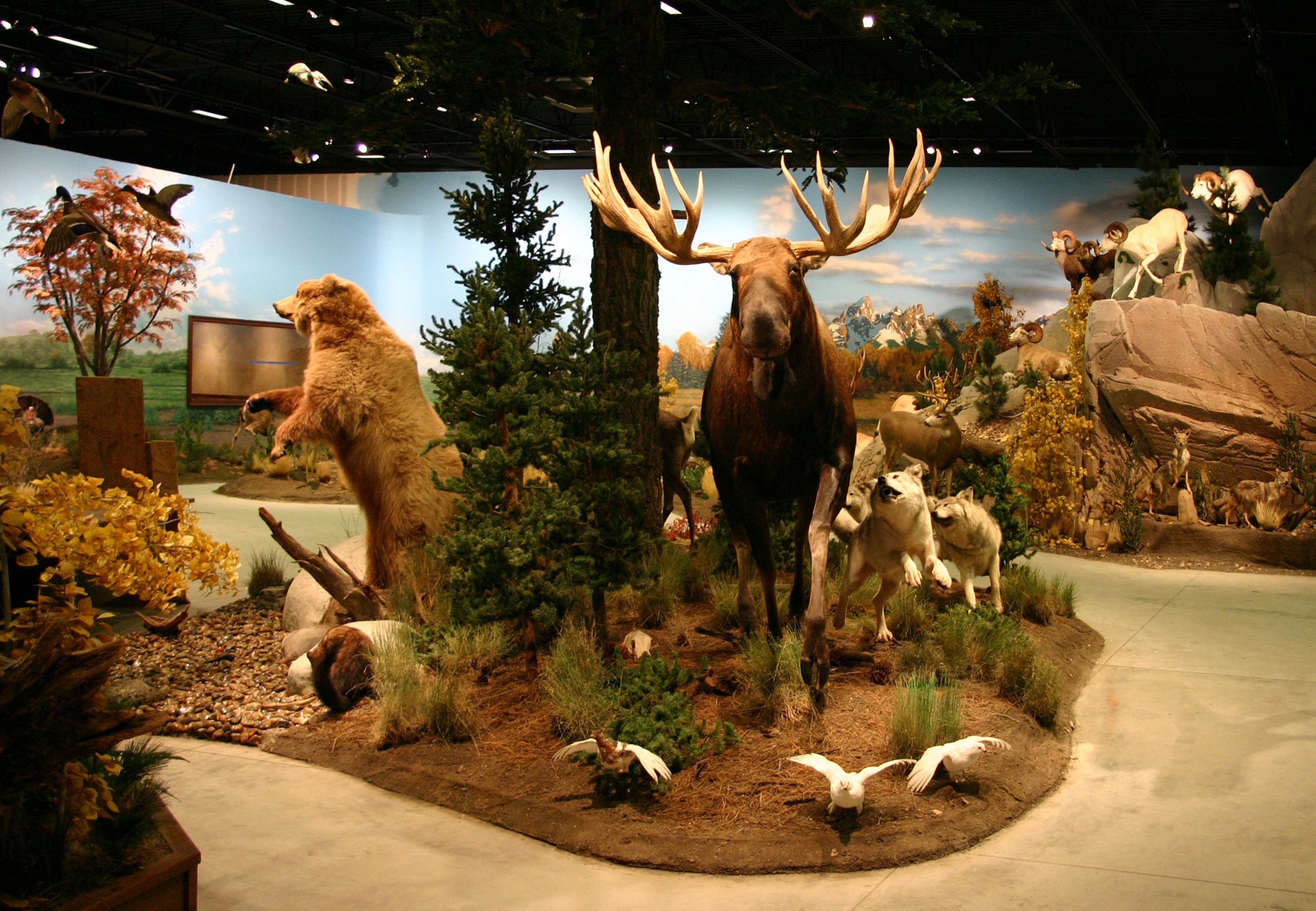 Private Hunting Trophy Exhibit